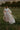 Anne wedding dress