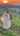 Anne wedding dress