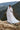 Bella wedding dress